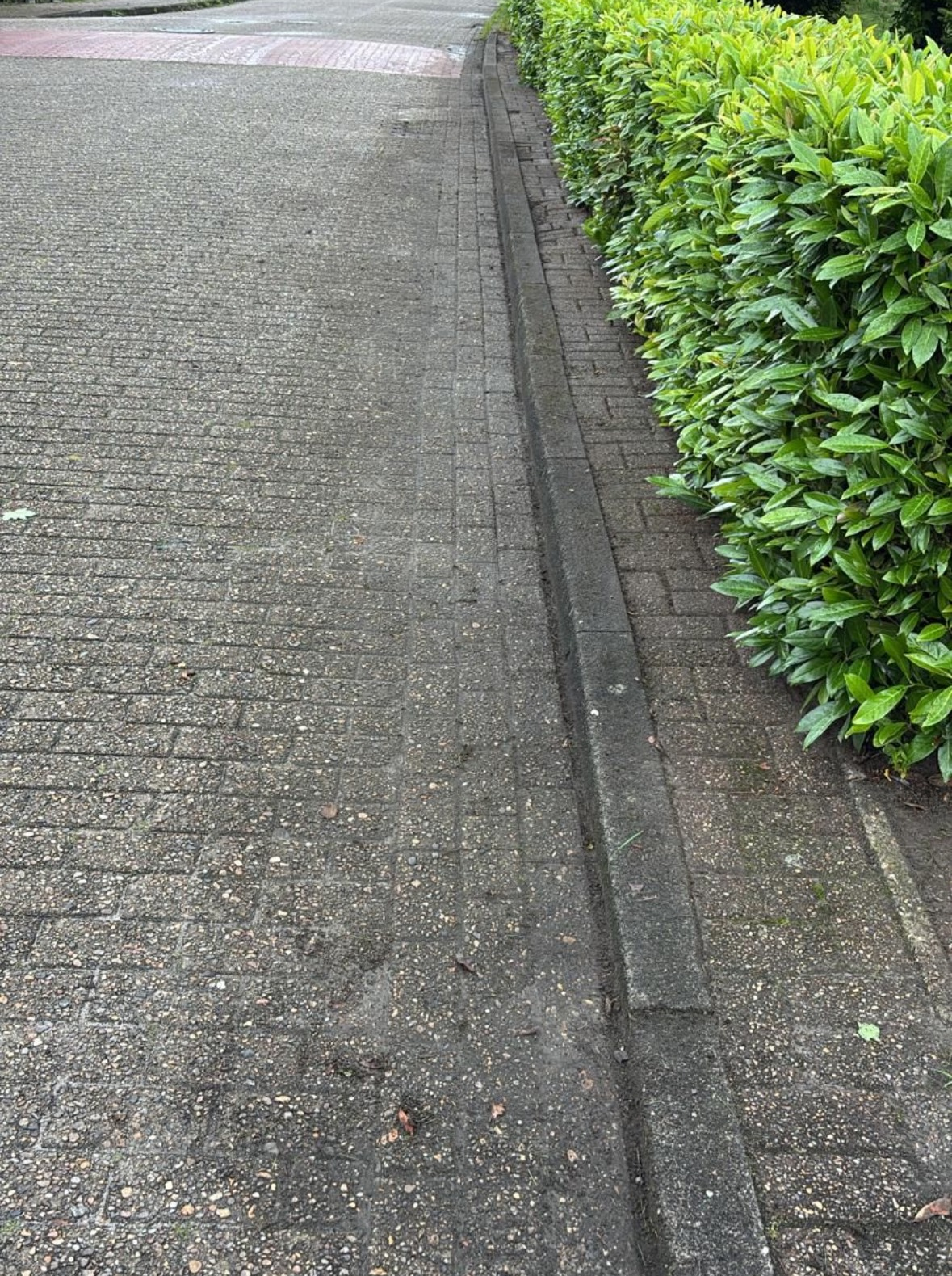 Frisch verlegter Rollrasen nach Gartenservice