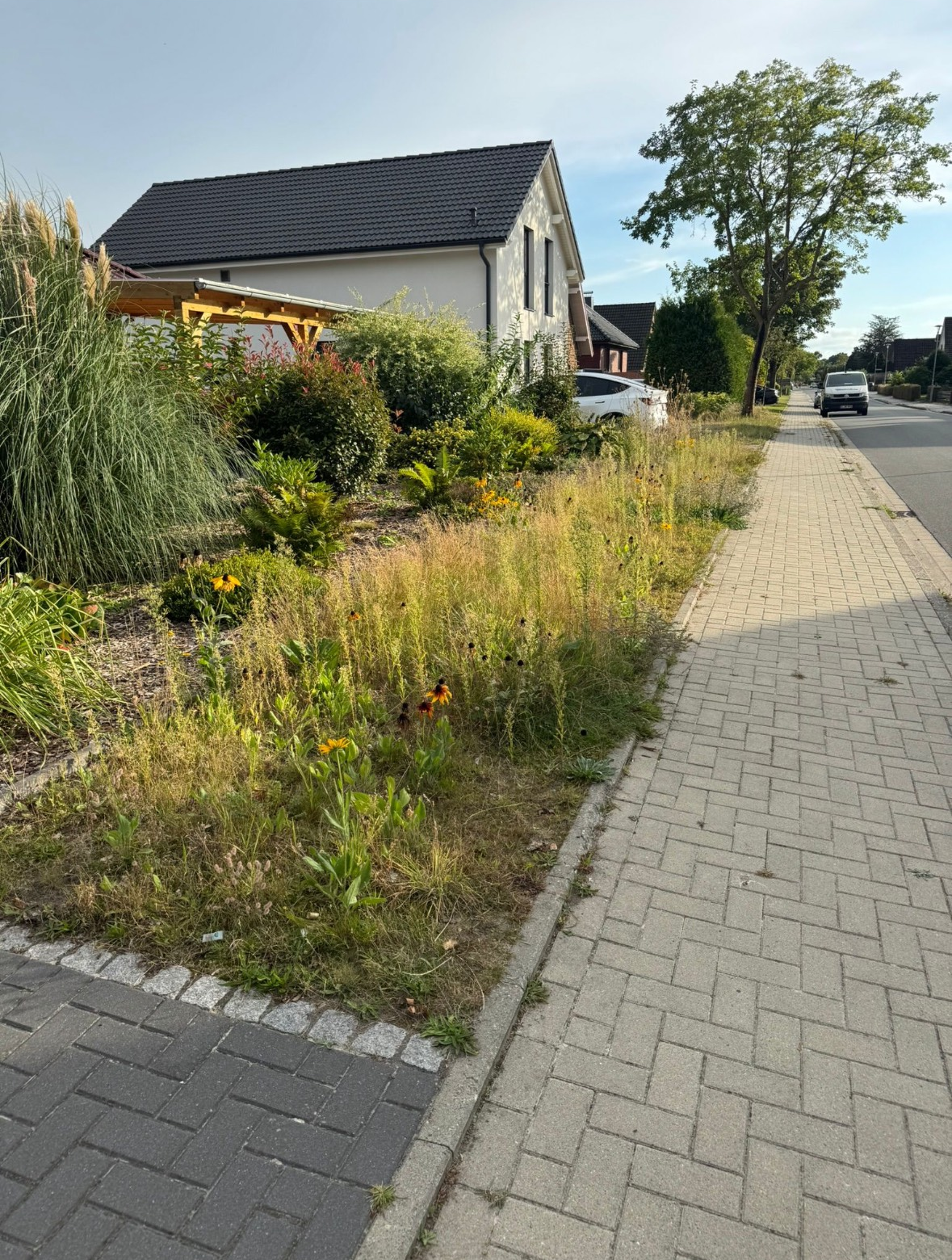 Verwilderte Hecke vor dem Schnitt